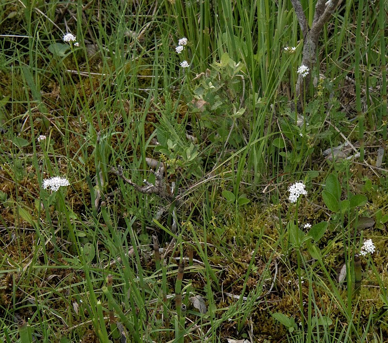 Valeriana dioica - © Charles Hipkin