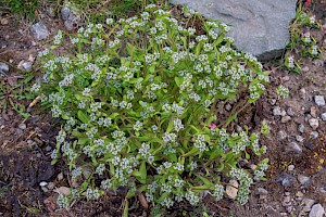 Valerianella carinata Keeled-fruited Cornsalad