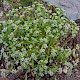 Valerianella carinata