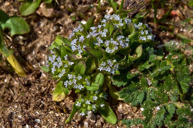 Valerianella locusta - © Charles Hipkin