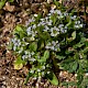 Valerianella locusta