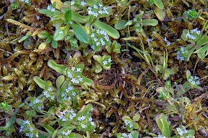 Valerianella locusta Common Cornsalad