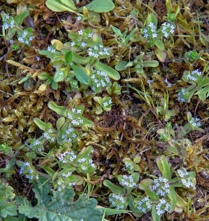 Valerianella locusta - © Charles Hipkin