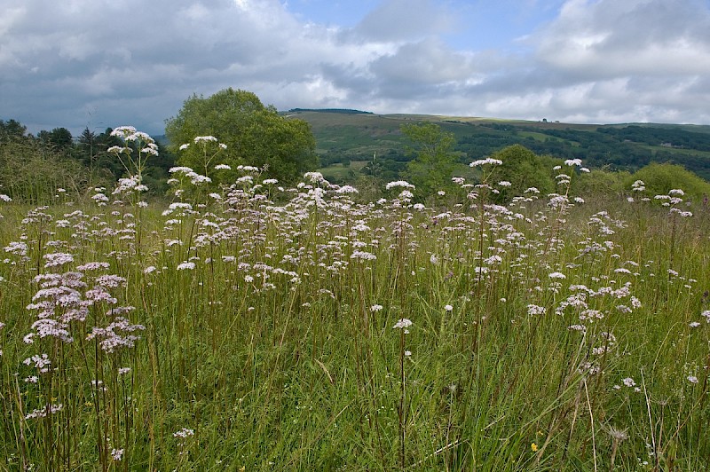 Valeriana officinalis - © Charles Hipkin