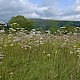 Valeriana officinalis