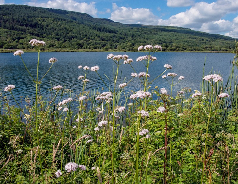 Valeriana officinalis - © Charles Hipkin