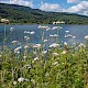 Valeriana officinalis