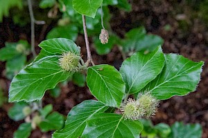 Fagus sylvatica Beech