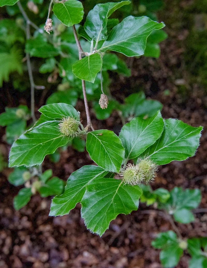 Fagus sylvatica - © Charles Hipkin