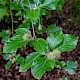 Fagus sylvatica