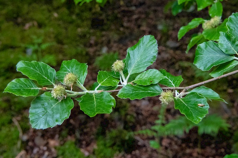 Fagus sylvatica - © Charles Hipkin