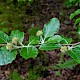 Fagus sylvatica