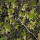 Fagus sylvatica