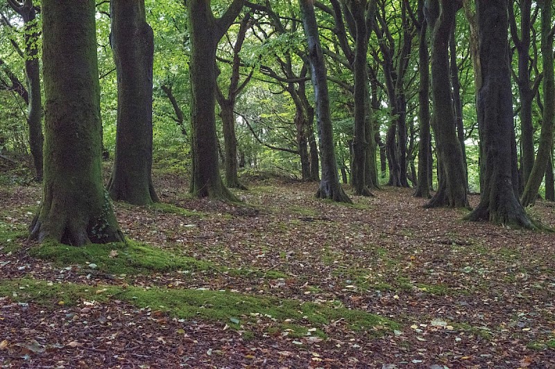 Fagus sylvatica - © Charles Hipkin