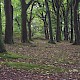 Fagus sylvatica