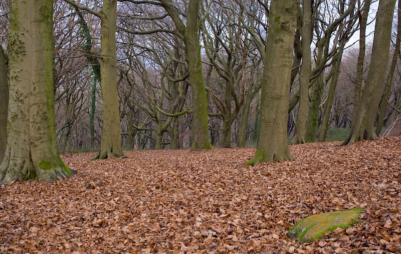 Fagus sylvatica - © Charles Hipkin