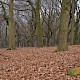 Fagus sylvatica