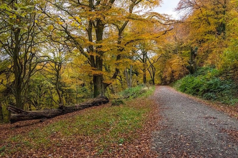 Fagus sylvatica - © Charles Hipkin