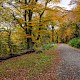 Fagus sylvatica