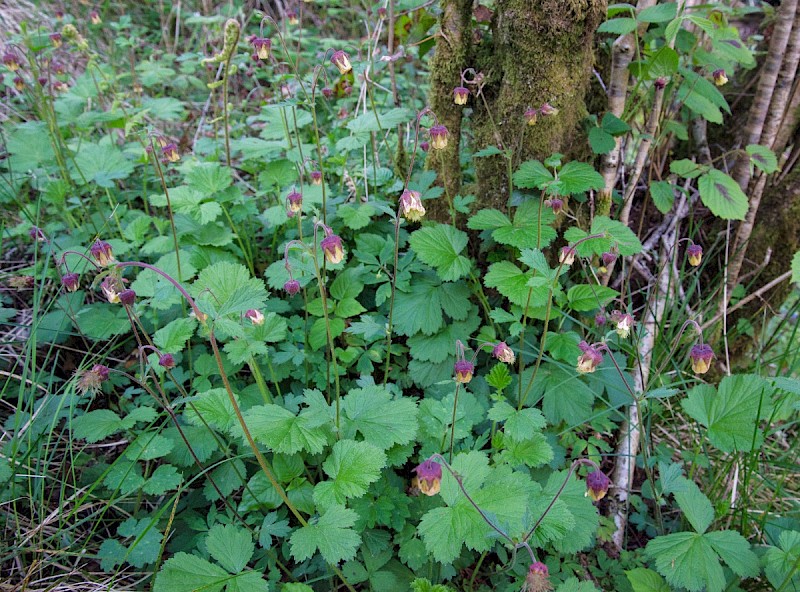 Geum rivale - © Charles Hipkin