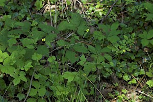 Geum urbanum Wood Avens