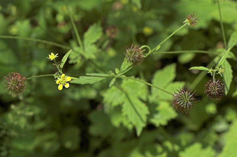 Geum urbanum - © Charles Hipkin