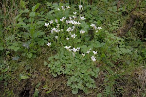 Saxifraga granulata Meadow Saxifrage