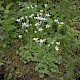 Saxifraga granulata