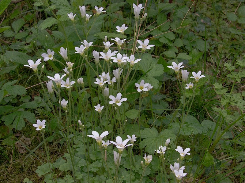 Saxifraga granulata - © Charles Hipkin