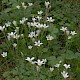 Saxifraga granulata