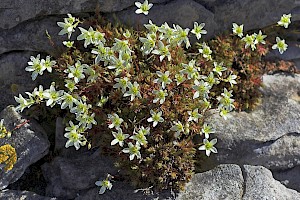 Saxifraga hypnoides Mossy Saxifrage