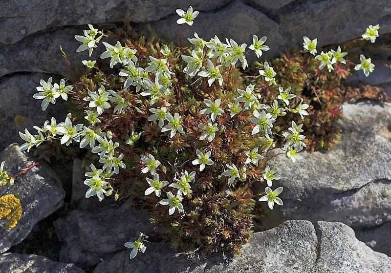 Saxifraga hypnoides