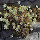 Saxifraga hypnoides