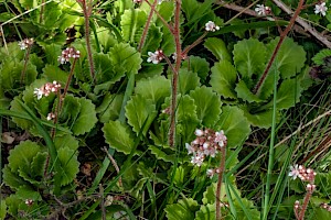 Saxifraga x urbium S. spathularis x umbrosa