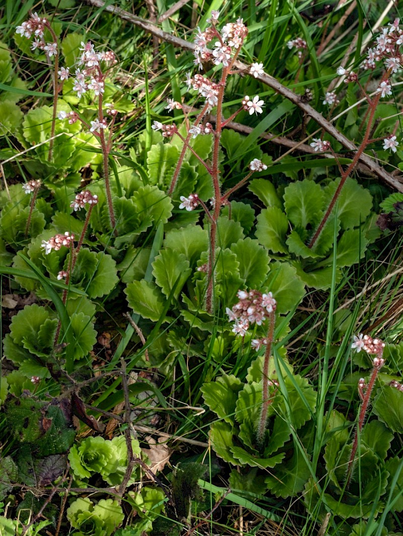 Saxifraga x urbium - © Charles Hipkin