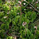 Saxifraga x urbium