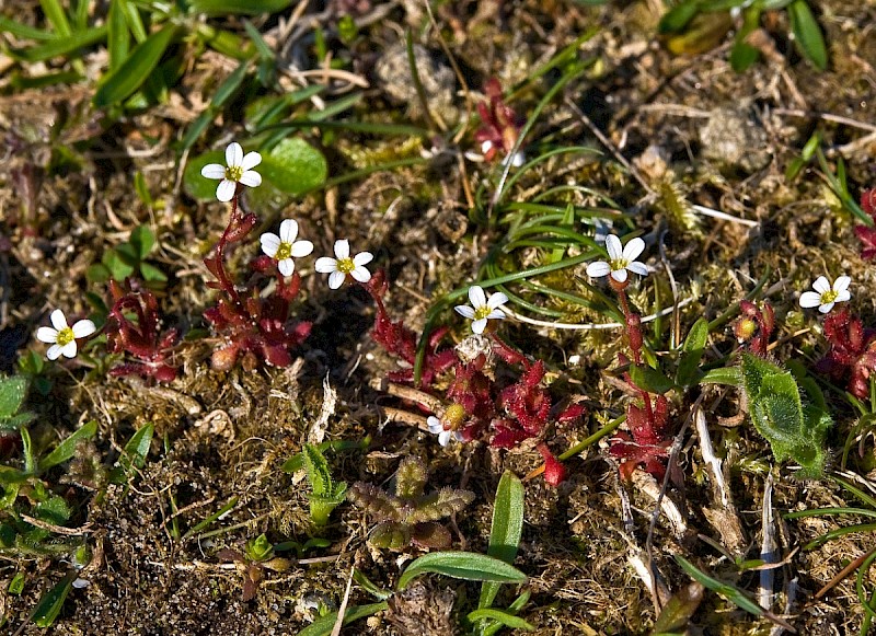 Saxifraga tridactylites - © Charles Hipkin