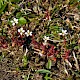 Saxifraga tridactylites