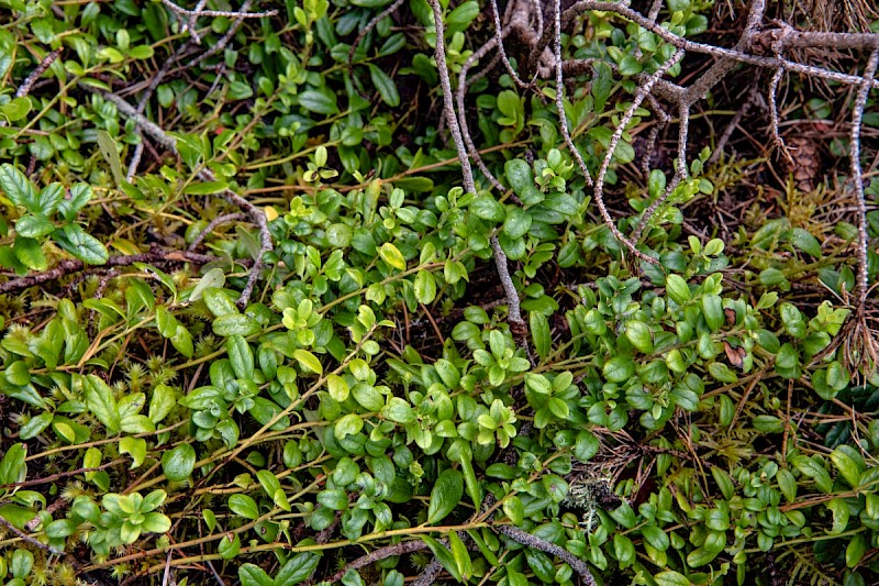 Vaccinium vitis-idaea - © Charles Hipkin