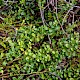 Vaccinium vitis-idaea