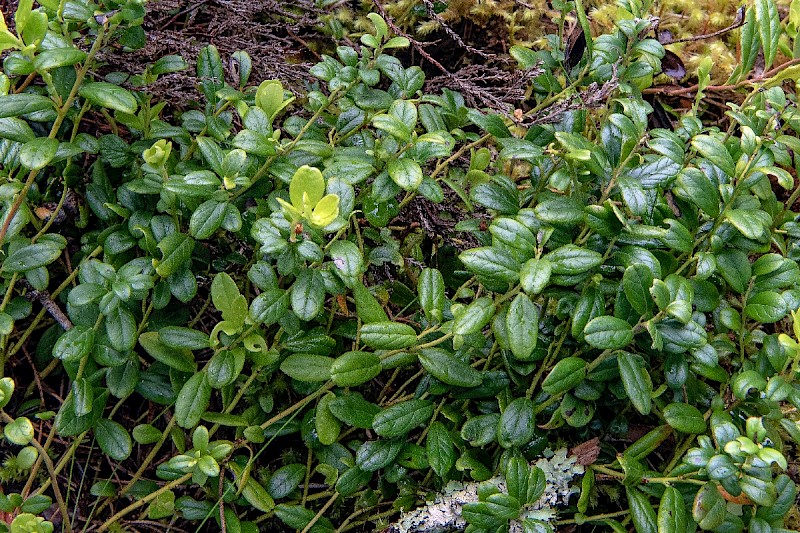 Vaccinium vitis-idaea - © Charles Hipkin