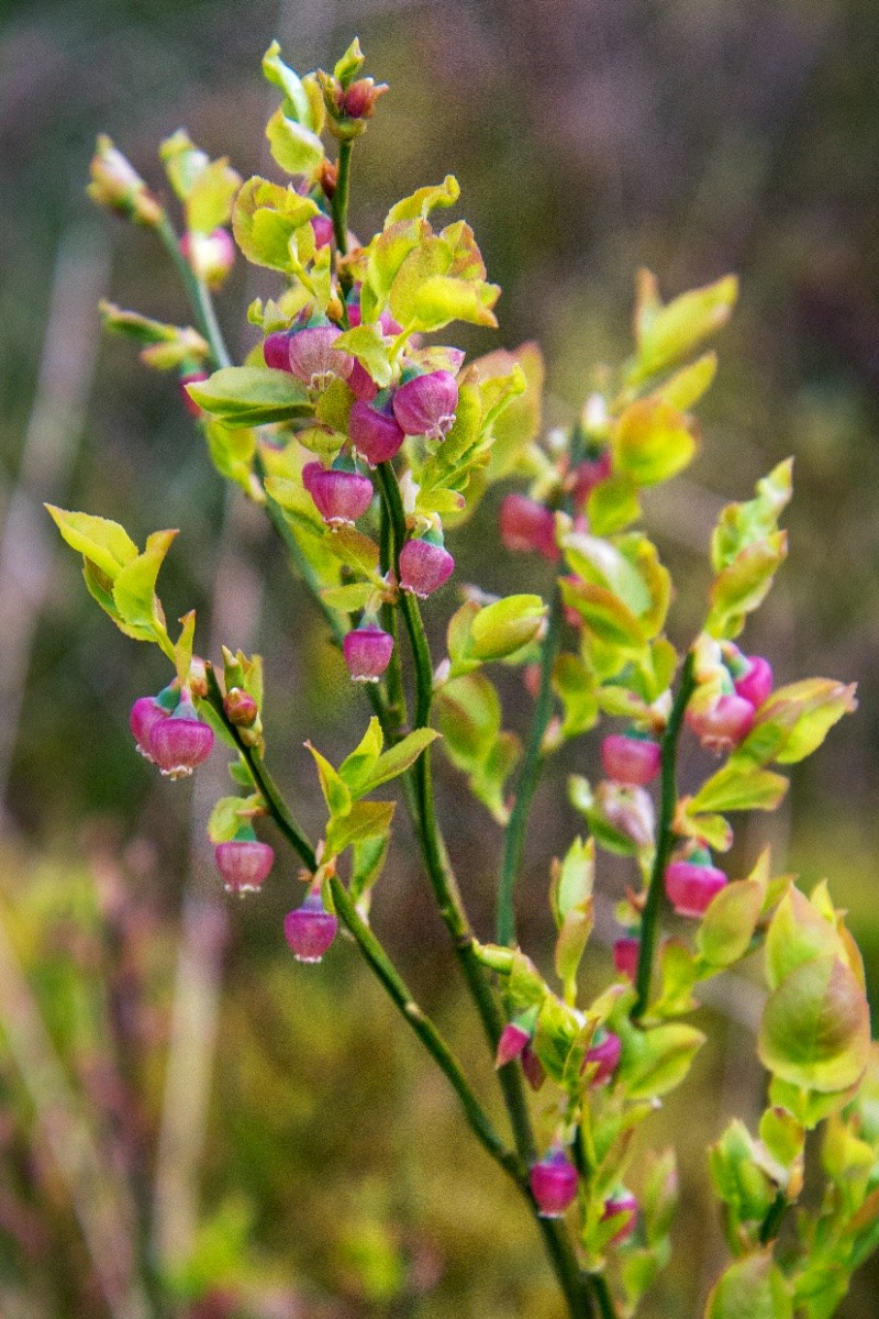 Vaccinium myrtillus - © Charles Hipkin