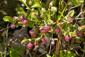 Vaccinium myrtillus Bilberry