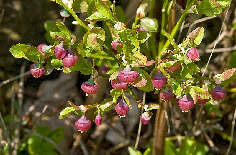 Vaccinium myrtillus - © Charles Hipkin