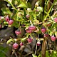 Vaccinium myrtillus