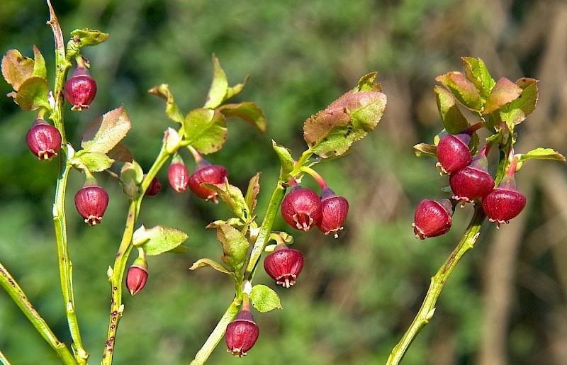 Vaccinium myrtillus - © Charles Hipkin