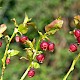 Vaccinium myrtillus