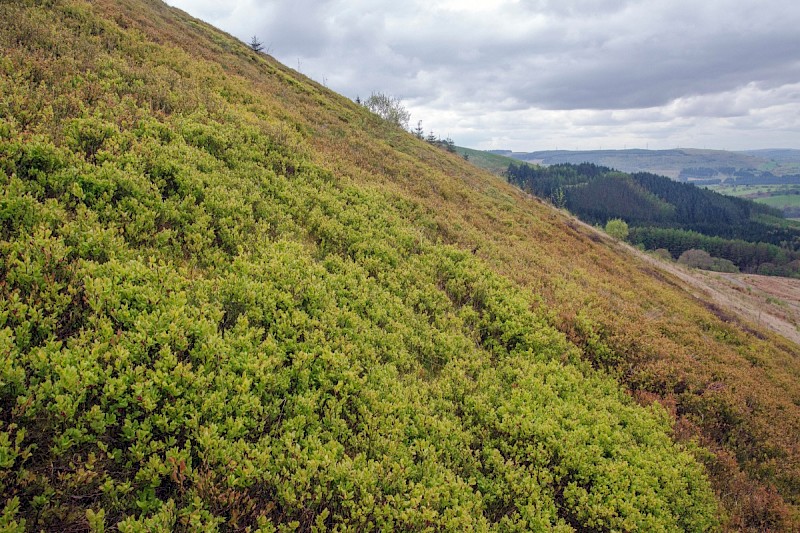 Vaccinium myrtillus - © Charles Hipkin