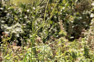 Arrhenatherum elatius False Oat-Grass