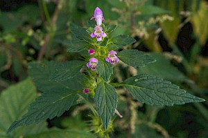 Galeopsis tetrahit Common Hemp-nettle